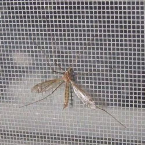 Fiberglass Mosquito Screen Window